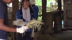 PIYO-127 美少女限定。(女子校の課外授業で)職業体験中のけなげなひよこ女子、ザ・レ●プ!