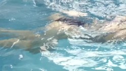 heyzo-2298 ナイスボディに競泳水着を着せてハメてヤりました！！ - 夏木ゆきえ