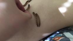 推荐 【重口味】虫子调教,捆绑,让多条虫子爬奶头,扔嘴里,妹子惊声尖叫,相当刺激