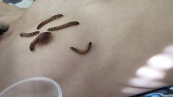 推荐 【重口味】虫子调教,捆绑,让多条虫子爬奶头,扔嘴里,妹子惊声尖叫,相当刺激
